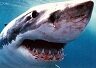 AngryWhiteShark