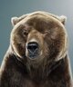 mixbear