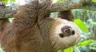 sloth's_1ife