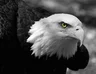 EagleZzz