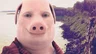 JohnPork