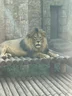 lionuser