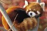 redpanda