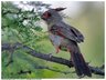 GreyCardinal