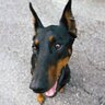 Dobermann