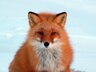 FOXI
