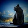 BlackCat