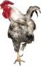 p2h