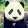 Panda_00