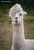 FashionLama