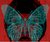 moth