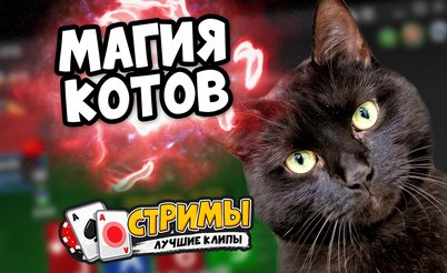 Покерные стримы: Магия котов