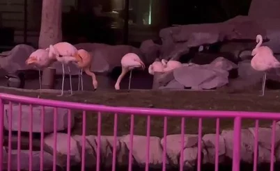 Из Flamingo украли фламинго: обзор соцсетей