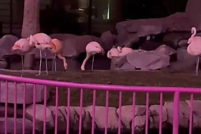 Из Flamingo украли фламинго: обзор соцсетей
